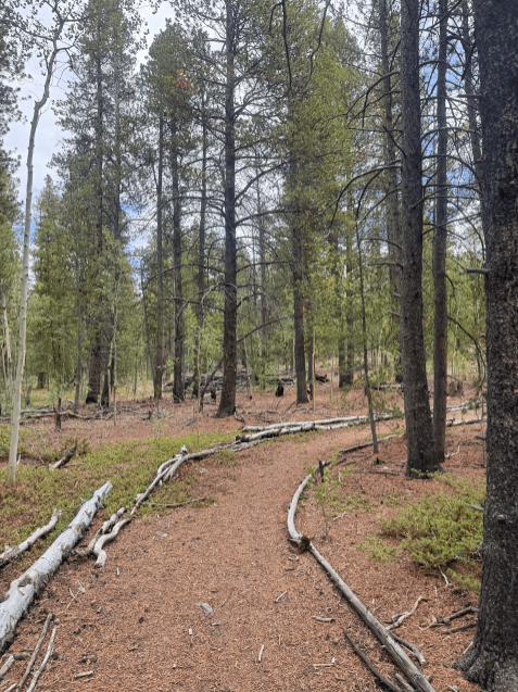 Beaver Ridge Basecamp - Beaver Trail